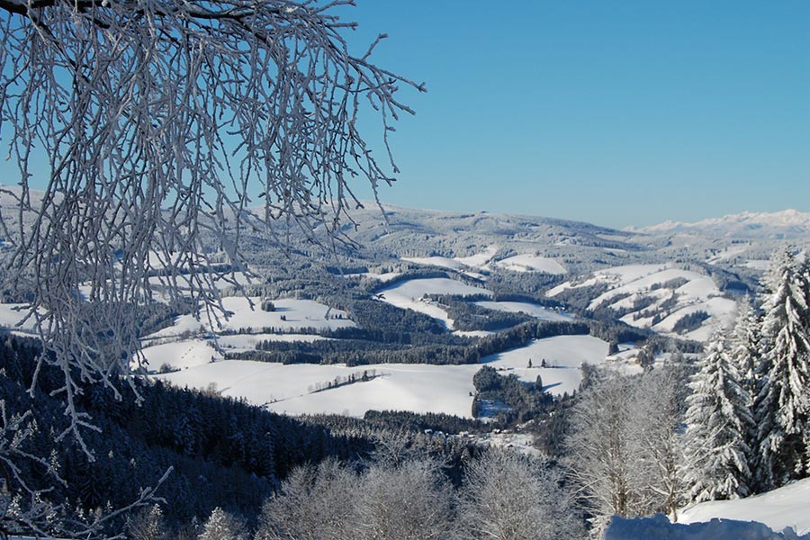 Winterliche Landschaft mit vereistem Baum im Vordergrund.