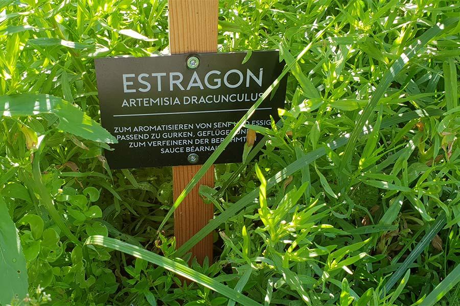 Der Estragon im Kräutergarten