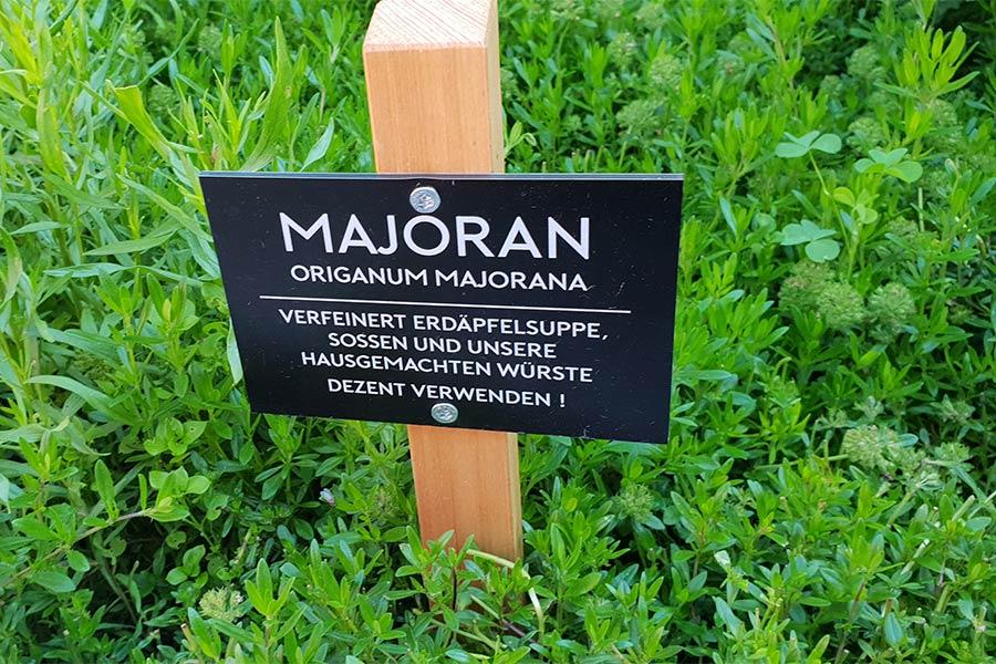 Majoran im Garten