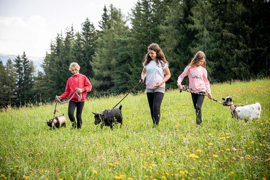 Kinder mit den Ziegen auf den Wiesen unterwegs