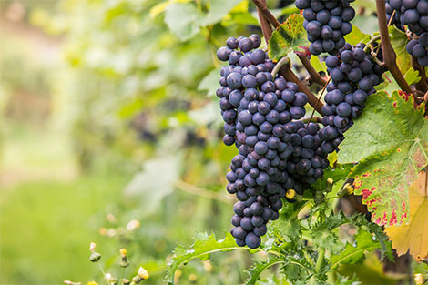 Nahaufnahme von Weintrauben auf einem Weinstock